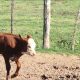 La raza Braford es dócil, atleta y activa, factores que garantizan su desplazamiento para conseguir forrajes a la vez que la movilidad de los toros para buscar a las vacas y aparearse.
